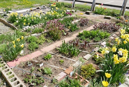 マイ オロロンガーデンの宿根草花壇と水仙コレクションと 旅するガーデナー