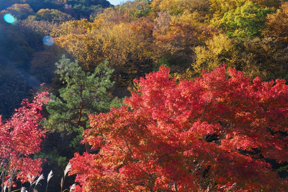 紅葉02 増富温泉・本谷川沿いの紅葉