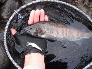 2014 渓流釣行記 10 9 27 ルアー釣り 5 Kazuたかしの釣り日記