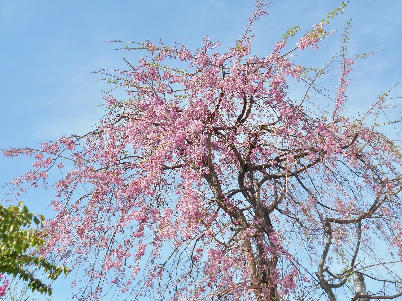 しだれ桜 花物 風景