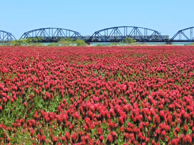 クリムゾンクローバー ストロベリーキャンドル ストロベリートーチ 植物大好き 出会い ときめき 癒し