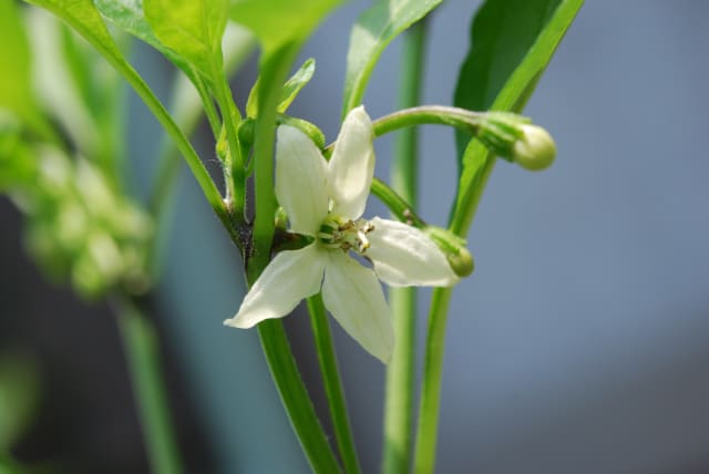 ししとうの花 行く川の流れ