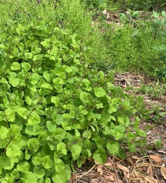 カキドウシが花を付けています - 自然コレクション カキドウシが花を付けています - 自然コレクション