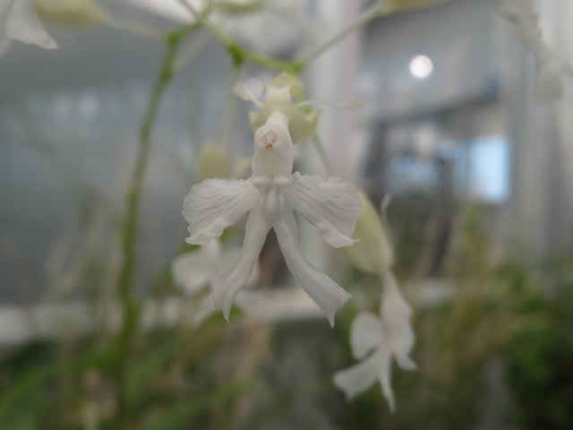 純白の繊細な花が印象的なラン エピデンドラム ジャスミノスムス 蘭シリーズ 92 野の花 庭の花