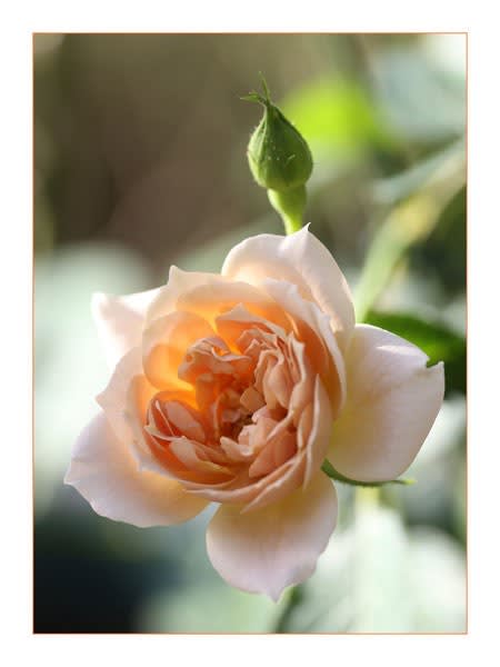 酷暑の中で咲いたバラ エターナル シェエラザード アナエ ノックアウト そしていおり 良いとこ撮り