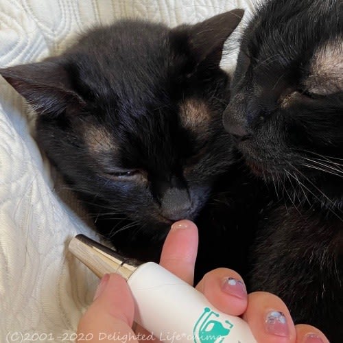 ドクターワンデル わが家のお猫様 レンレンのひとりごと