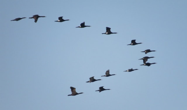 角島たより 10 タカ長のタカの渡り観察