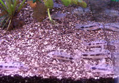 コリドラス ハブロースス コチ アクアウィズのオススメ 熱帯魚