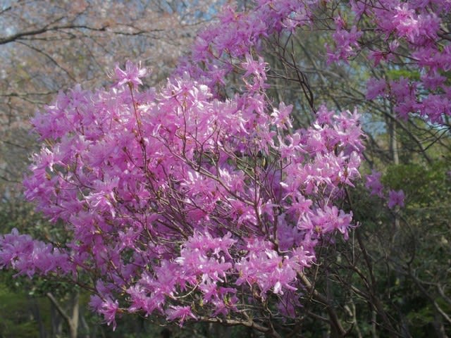 ミツバツツジ 山間を紫で染めるツツジの仲間は5月1日の誕生花 Aiグッチ のつぶやき