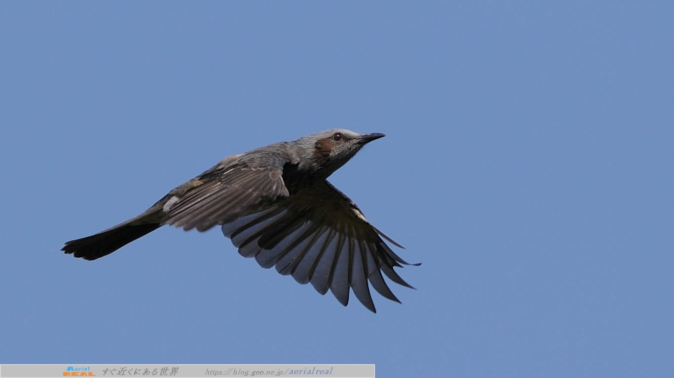 Pcデスクトップ背景サイズの写真 のブログ記事一覧 すぐ近くにある世界 野鳥 昆虫 航空機などの写真