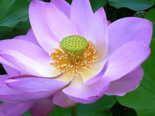 お盆に似合うハスの花 信州自由人