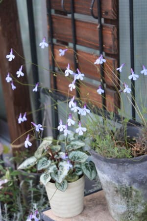 初冬のロベリア プリンセスブルー 小さな庭の小さな幸せ チャッピーのバラ庭より