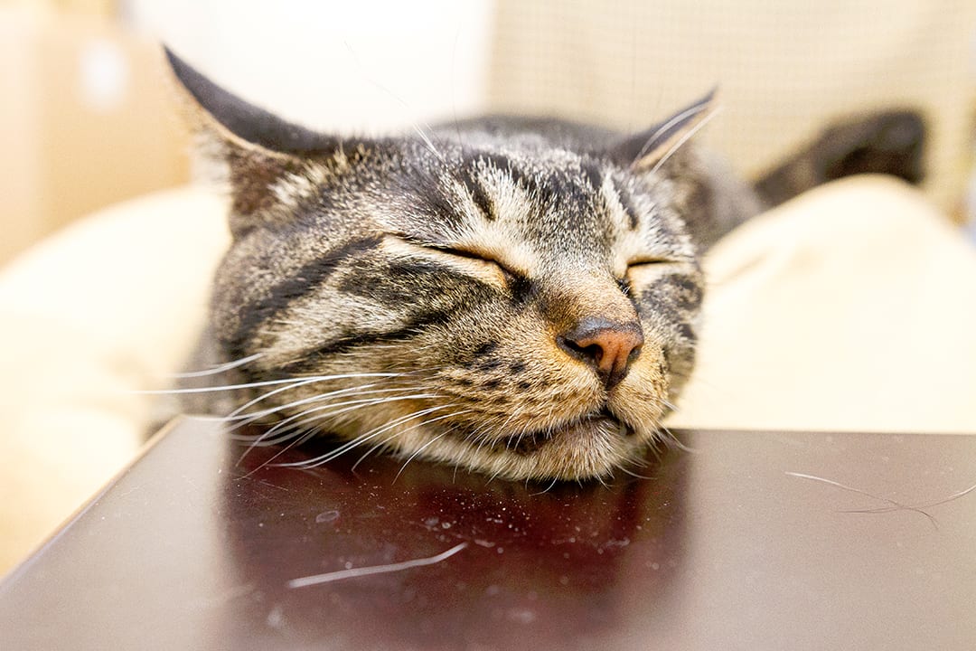 シオンさんは猫神様のところに帰りました ねこのひとりごと シオンさんは猫神様のところに帰りました ねこのひとりごと