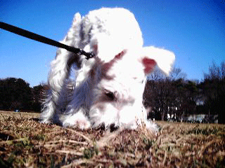 07年1月のブログ記事一覧 シュナちゃん