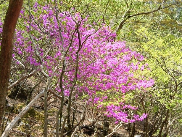 ミツバツツジ ヤマシャクヤク シャクナゲが咲く白岩山へ 春夏秋冬 野へ山へ
