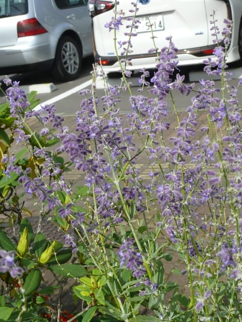 奥州市前沢のコモンセージ 18年9月28日 金 Peaの植物図鑑