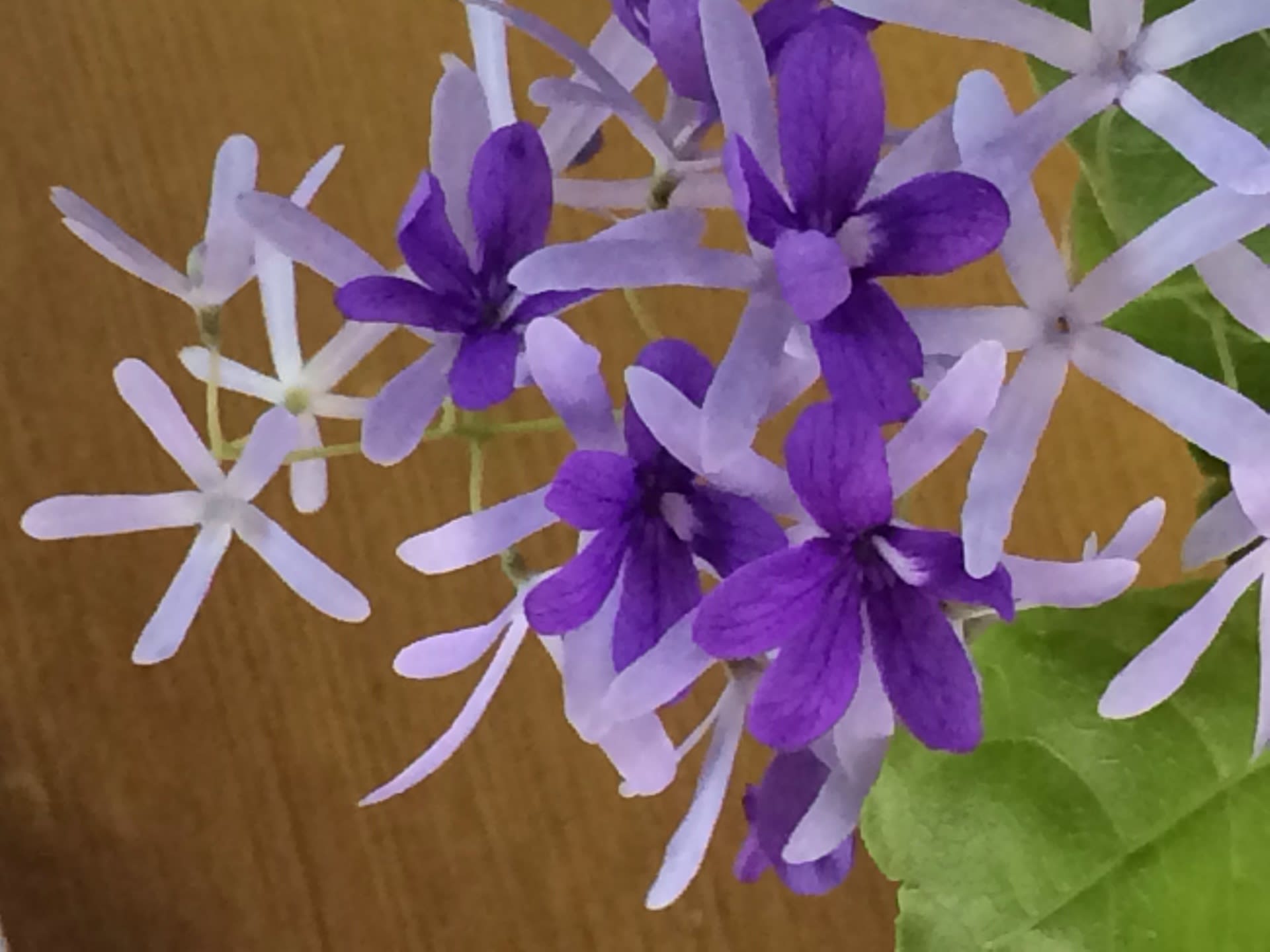 ぺトレア ウォルビリス 綺麗な花で年に何回も 咲く花 写真と短い文章 ２