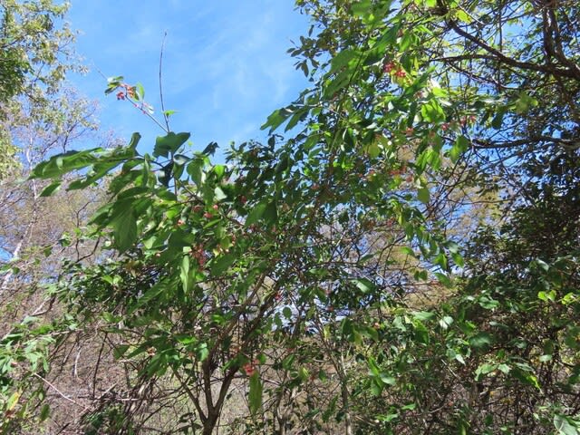 高ボッチ高原・鉢伏山で最近見る事の出来る実・種　カントウマユミ（関東真弓・関東檀）の蒴果