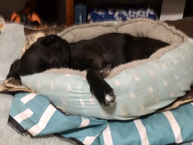 犬 お留守番のあと 華麗なるオーストラリアンライフ