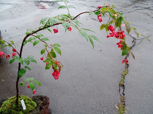 ツリバナマユミ 吊り花真弓 の赤い実で秋を知ります ダッペの悠友ライフ