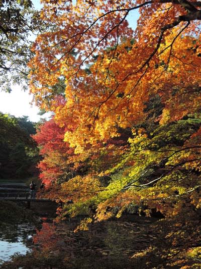 紅葉真っ盛りでした 神戸市立森林植物園にて あんな事こんな事あったもん
