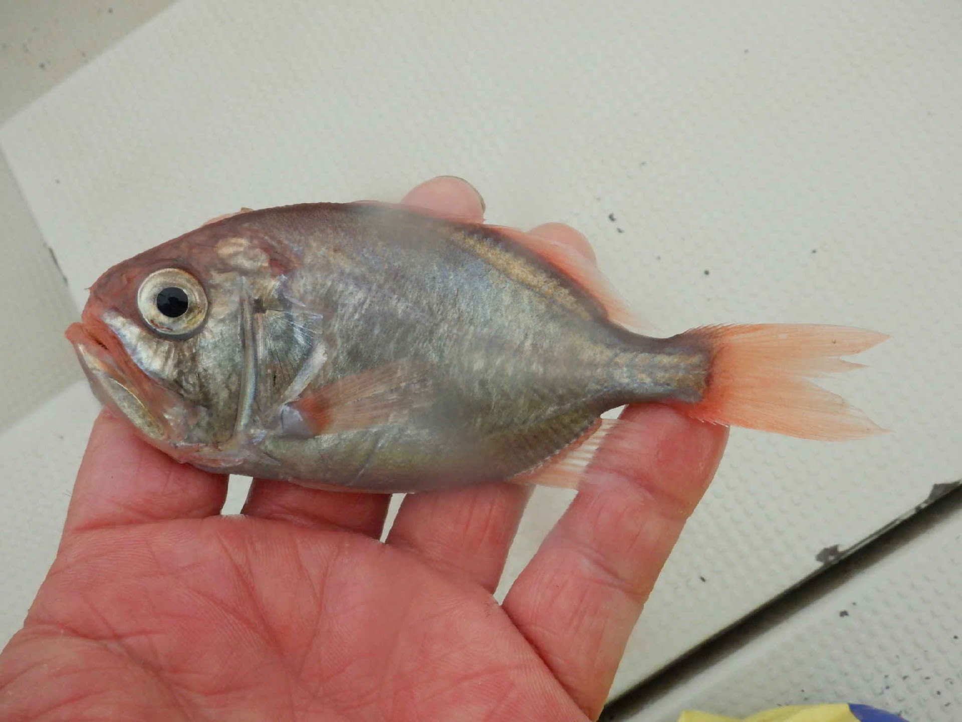 今年２度目の深海エビ漁 お魚三昧生活