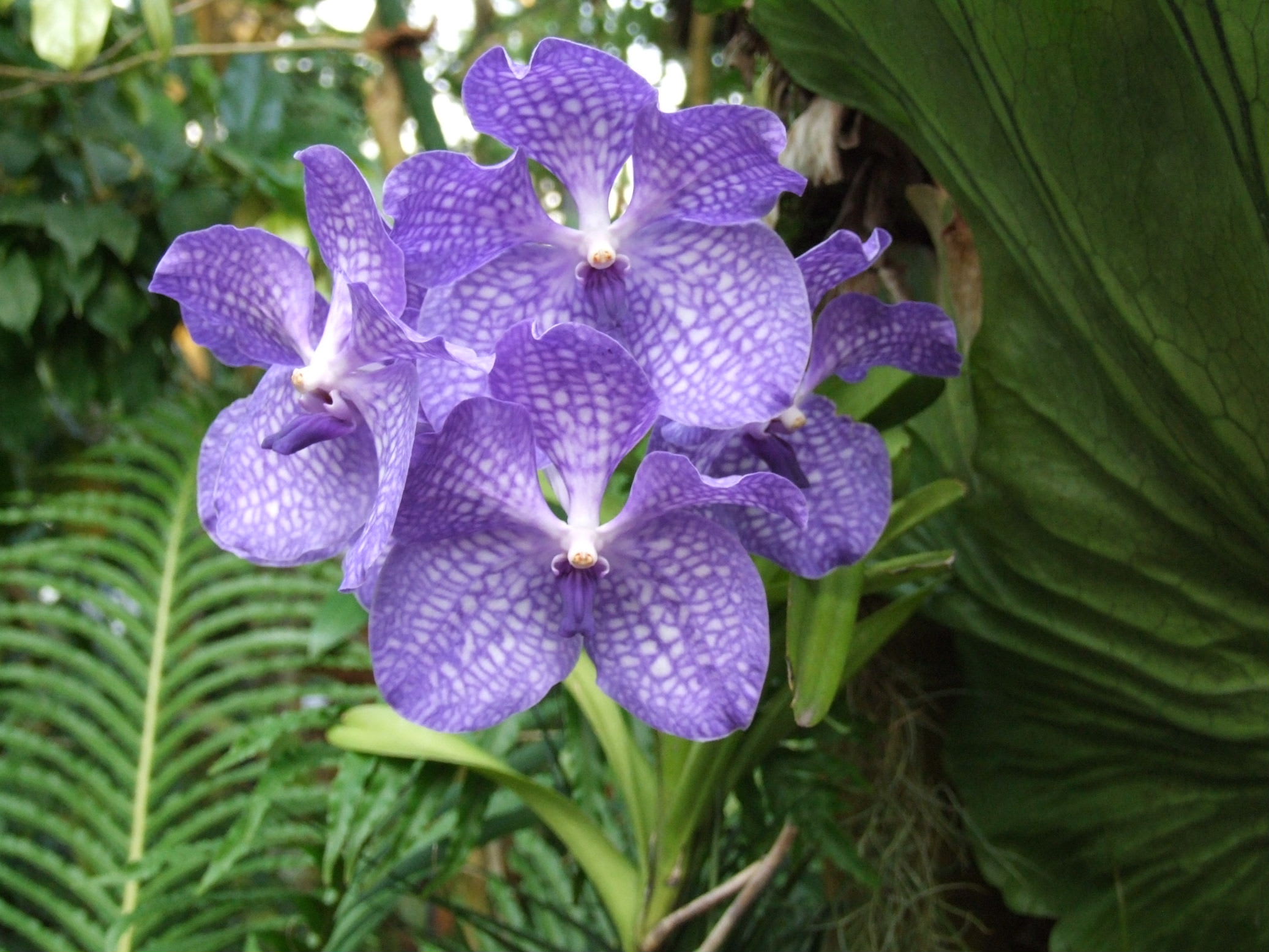 バンダ サンサイブルー V Sansai Blue 季節の花