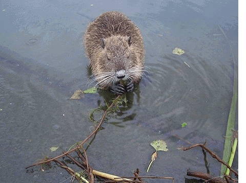 ヌートリアの顔 顔 顔 ヌートリアと水鳥のハーモニー ヌートリアの顔 顔 顔 ヌートリアと水鳥のハーモニー