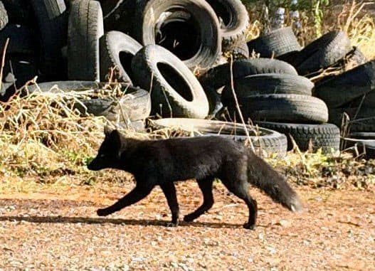 黒いきつね 北海道に出没 動物たちにぬくもりを 黒いきつね 北海道に出没 動物たちにぬくもりを