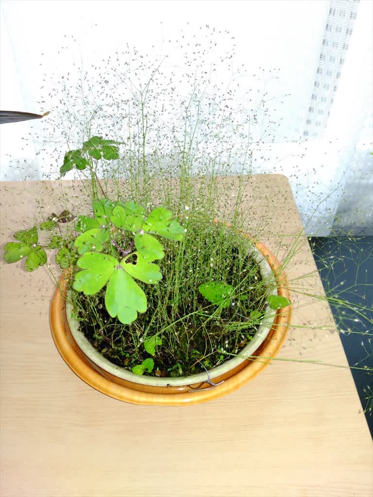 珍種植物やら雲形やら