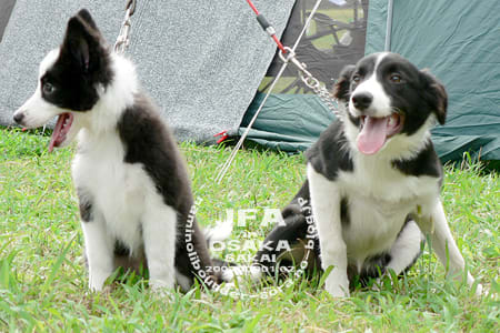 bordercollie_ボーダーコリー