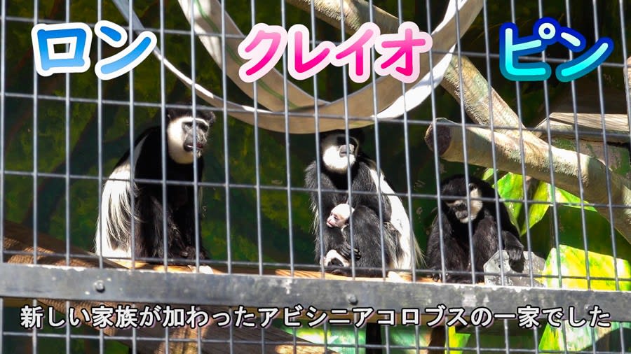 日本平動物園 アビシニアコロブスの赤ちゃん誕生 動画 世捨猫のマンドク生活 日本平動物園 アビシニアコロブスの赤ちゃん誕生 動画 世捨猫のマンドク生活