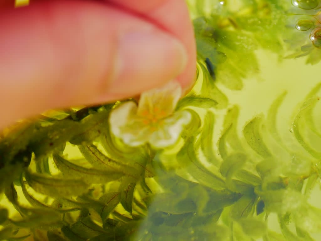 金魚水草アナカリスの花 色々お散歩2