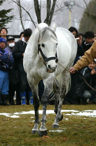 【サラブレッドセール(せり市場)=馬市】&【種牡馬】の最新情報 by馬市.com