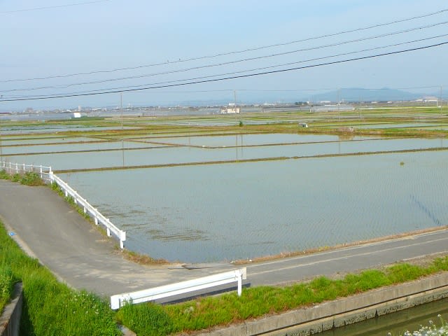 田植えの時期の画像