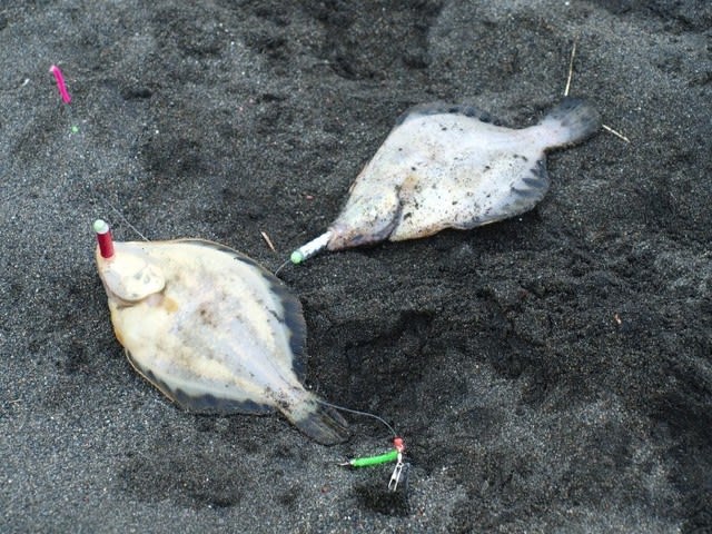 マツカワ タカノハ ガレイを狙いに日高へ へたのヨコ釣り北海道日誌 マツカワ タカノハ ガレイを狙いに日高へ へたのヨコ釣り北海道日誌