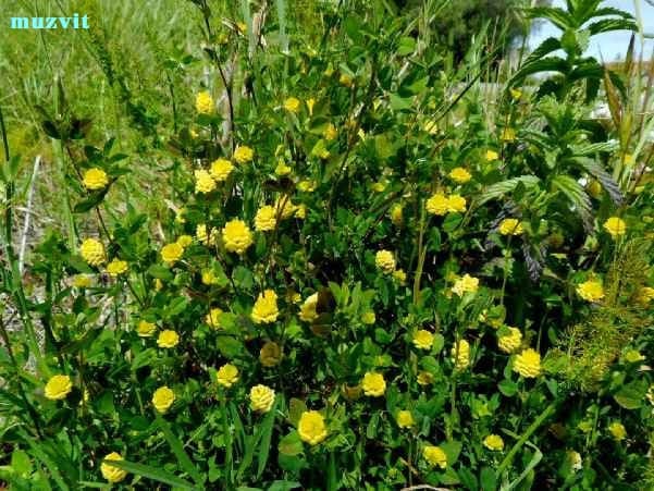 トリフォリウム・カンペストレ Trifolium campestre - The wild flowers of Portugal. ポルトガルの野の花