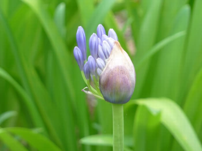 アガパンサス 蕾から開花 都内散歩 散歩と写真