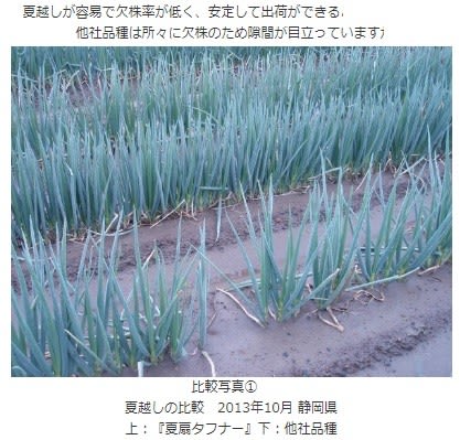 干しネギ苗づくり 今年の畑の新しい栽培試験 越津ネギ と 下仁田ネギ で てらまち ねっと