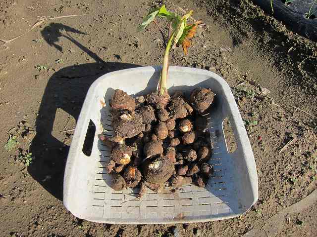 八頭 芋 は最後の収穫 ほうてんの無農薬野菜づくり