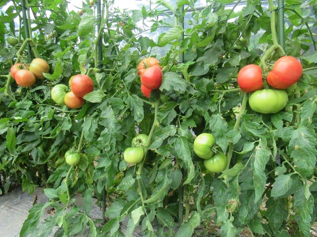 トマト連続摘芯栽培 のブログ記事一覧 里山悠々録