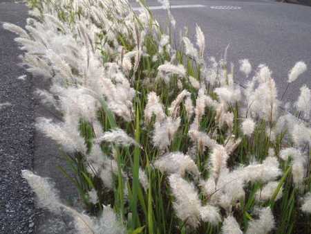 白いふわふわの草 鶉が来た夜