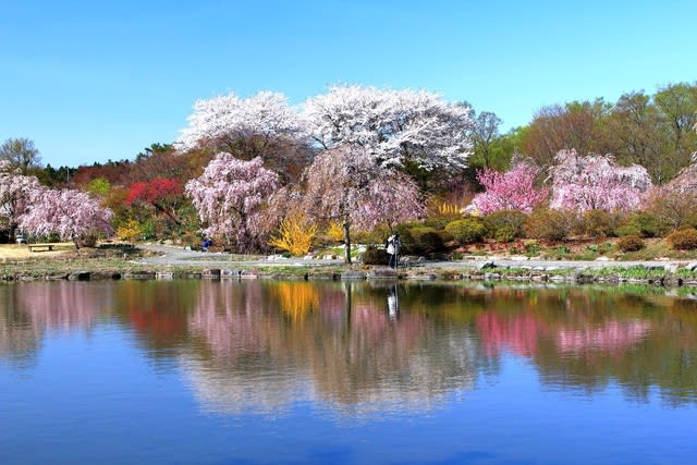 緑水苑の桜風景 福島県郡山市 福島の四季写真