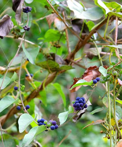 11月のつる植物 青紫色の実 教室 自然いろいろブログ