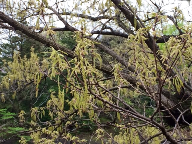 クヌギの花が咲きました ｙｎｗｃ的な日常