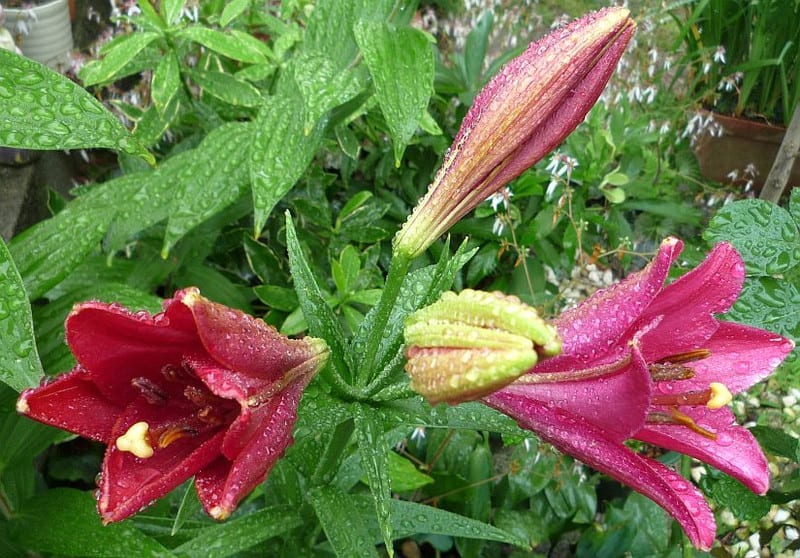 Liliaceae1
