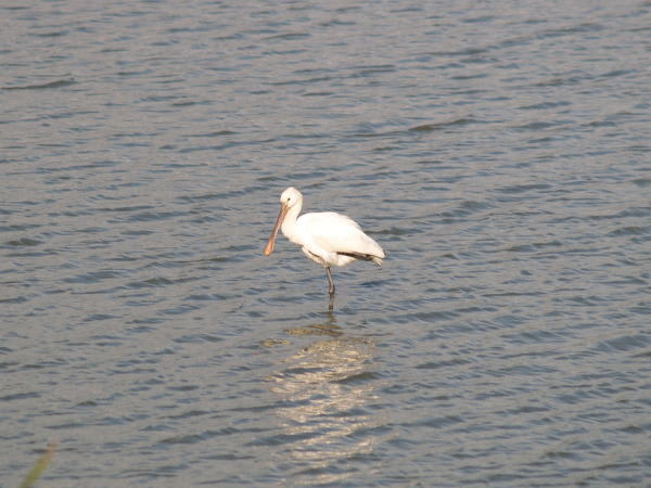 琵琶湖にヘラサギが５羽 たいした たまげた 僕はびわ湖のカイツブリ