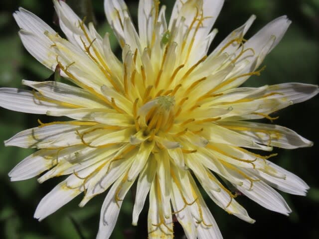 白い花のタンポポ（蒲公英）