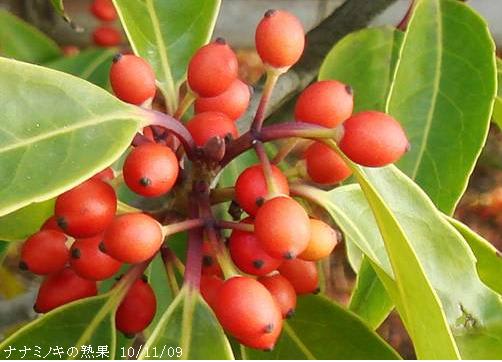 ナナミノキ 冬芽 （＆雄花・雌花・果実編集） 里山コスモスブログ