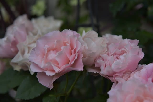 今春 18年 一番人気のバラは ダフネ でした 小さな庭の小さな幸せ チャッピーのバラ庭より